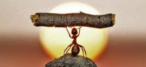 Imagem de uma formiga levantando um galho muito maior que ela, representando os indicadores de esforço.