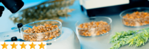 Imagem de alguns alimentos em uma mesa e ao lado um microscópio verificando a qualidade dos alimentos. Essa imagem simboliza o artigo sobre ISO 9001 e ISO 22000